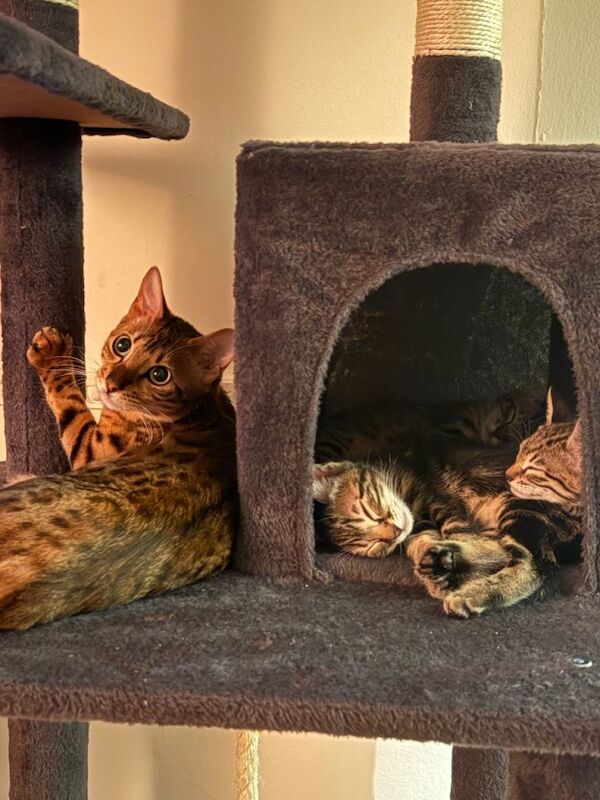 1/2 Bengal kittens for sale