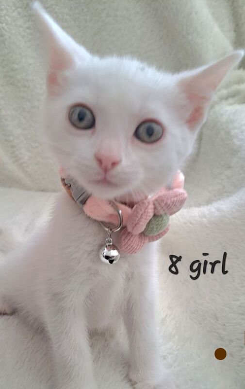 Bengal kittens for sale in Handsworth Wood, West Midlands – 7 weeks old