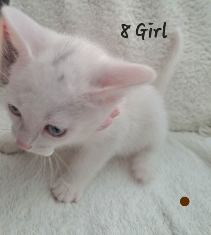 Bengal kittens for sale in Handsworth Wood, West Midlands – 7 weeks old - Image 2 of 3