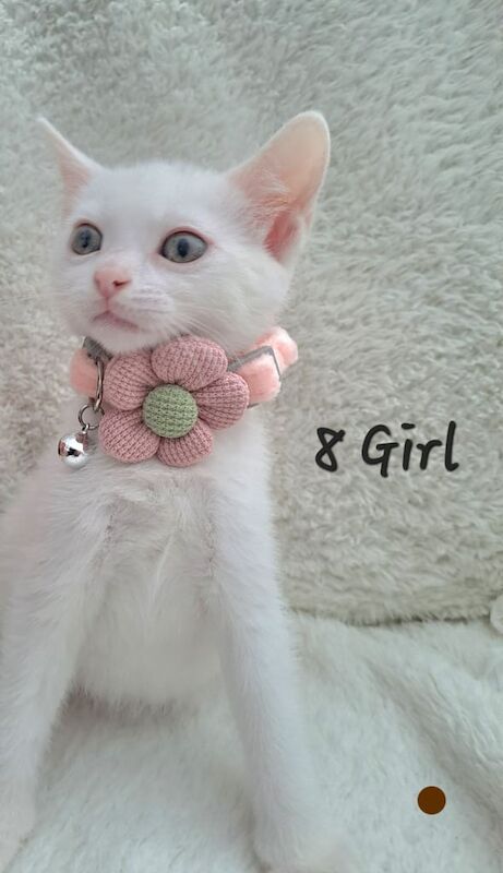 Bengal kittens for sale in Handsworth Wood, West Midlands – 7 weeks old - Image 3 of 3