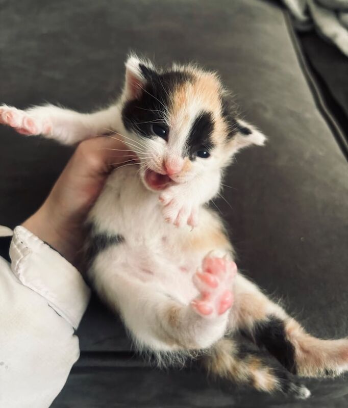 Bengal kittens for sale in East Kilbride, Lanarkshire – 2 weeks old