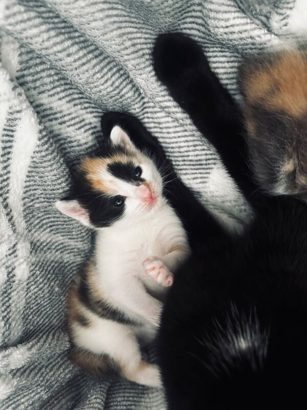 Bengal kittens for sale in East Kilbride, Lanarkshire – 2 weeks old - Image 2 of 3