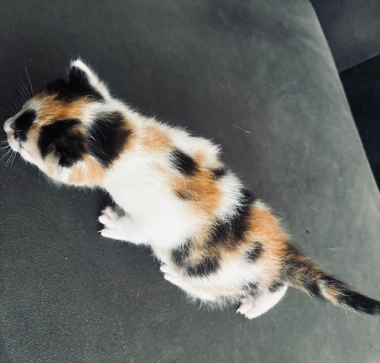 Bengal kittens for sale in East Kilbride, Lanarkshire – 2 weeks old - Image 3 of 3