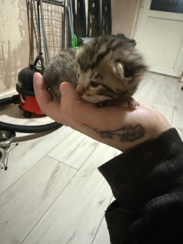 1 female bengal for sale in West Heath, West Midlands