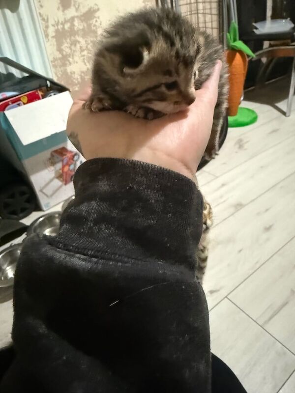 1 female bengal for sale in West Heath, West Midlands - Image 2
