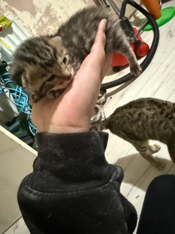 1 female bengal for sale in West Heath, West Midlands - Image 3