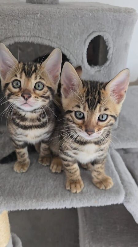 Bengal kittens for sale in Bognor Regis, West Sussex – 8 weeks old