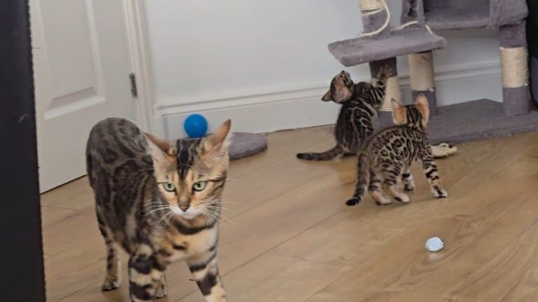Bengal kittens for sale in Bognor Regis, West Sussex – 8 weeks old - Image 2 of 2