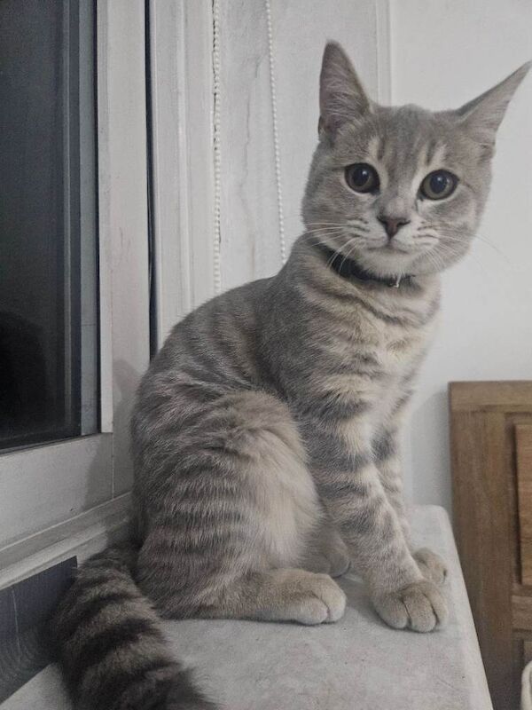 1 Silver Seal left Grey Bengal girls. Gorgeous grey colourings and beautiful short dense coat