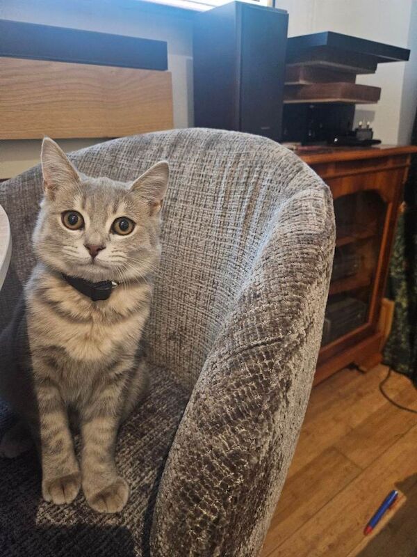 1 Silver Seal left Grey Bengal girls. Gorgeous grey colourings and beautiful short dense coat - Image 2 of 3
