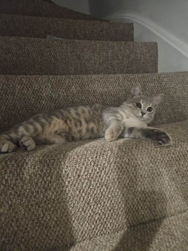 1 Silver Seal left Grey Bengal girls. Gorgeous grey colourings and beautiful short dense coat - Image 3 of 3