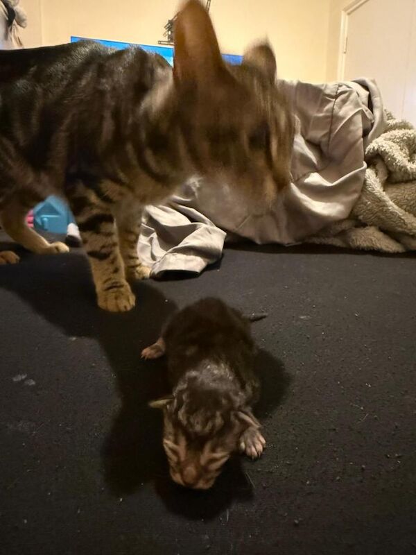 Bengal Kittens For Sale