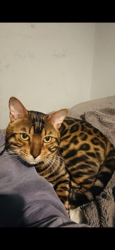 Bengal Kittens For Sale