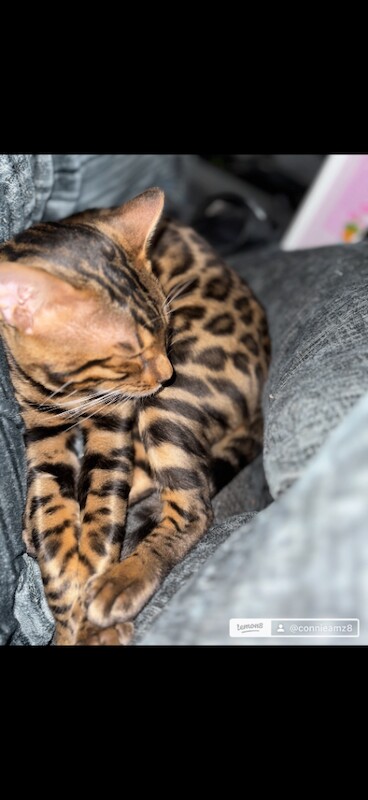 1 year old cat - Image 2 of 2