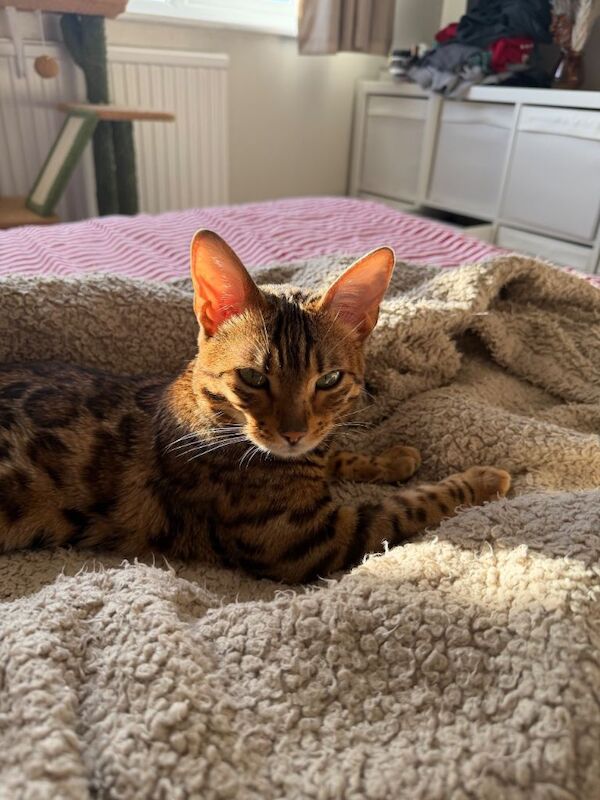 Bengal Kittens For Sale