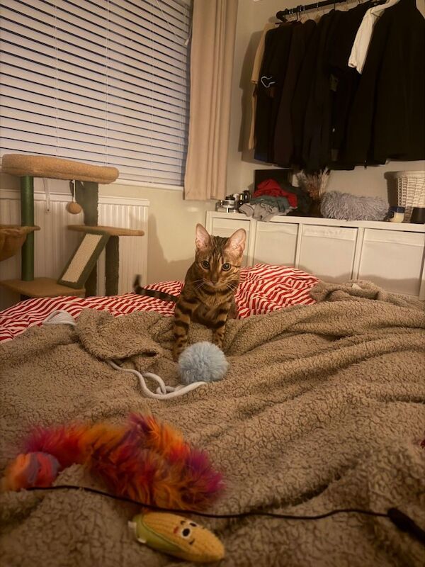 1 year old female Bengal cat - Image 2 of 3