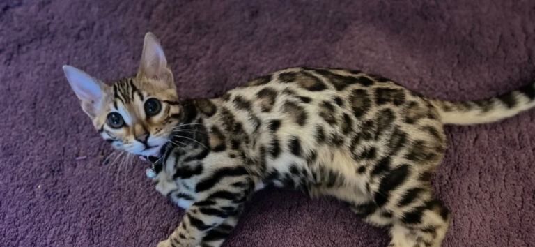 1 year old female Bengal cat - Image 3 of 3