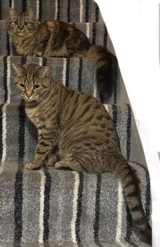 1-Year-Old Female Cat – Friendly & Loving – Needs a New Home