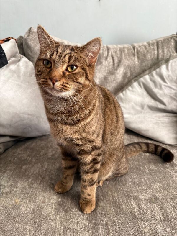 1-Year-Old Female Cat – Friendly & Loving – Needs a New Home - Image 2 of 3