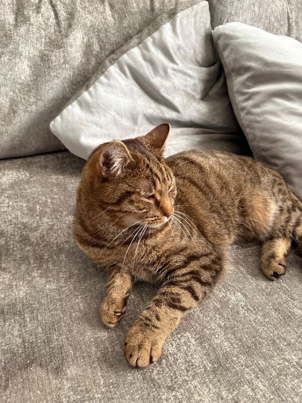 1-Year-Old Female Cat – Friendly & Loving – Needs a New Home - Image 3 of 3