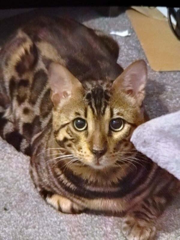 1 year old male benegal cat for sale