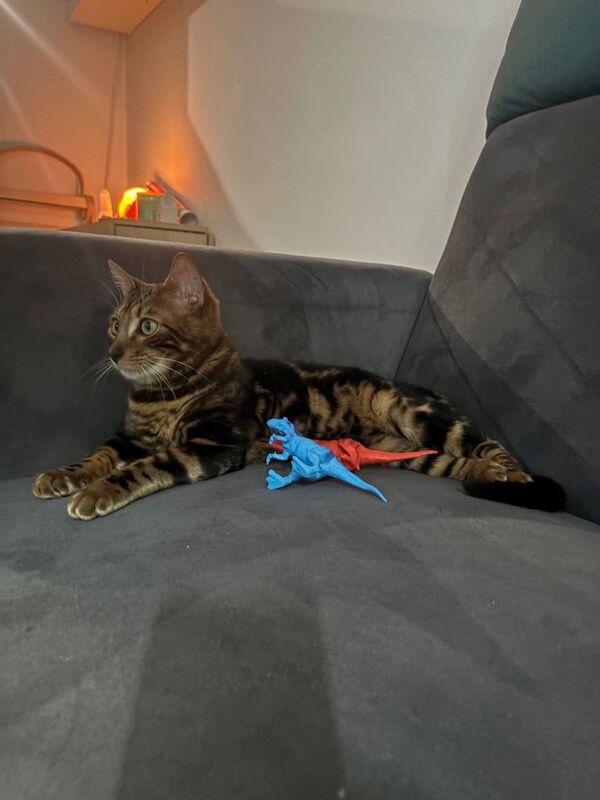 Bengal kittens for sale in Wandsworth, Greater London – 10 months old - Image 2 of 3