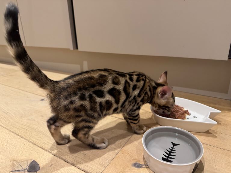 Bengal Kittens For Sale