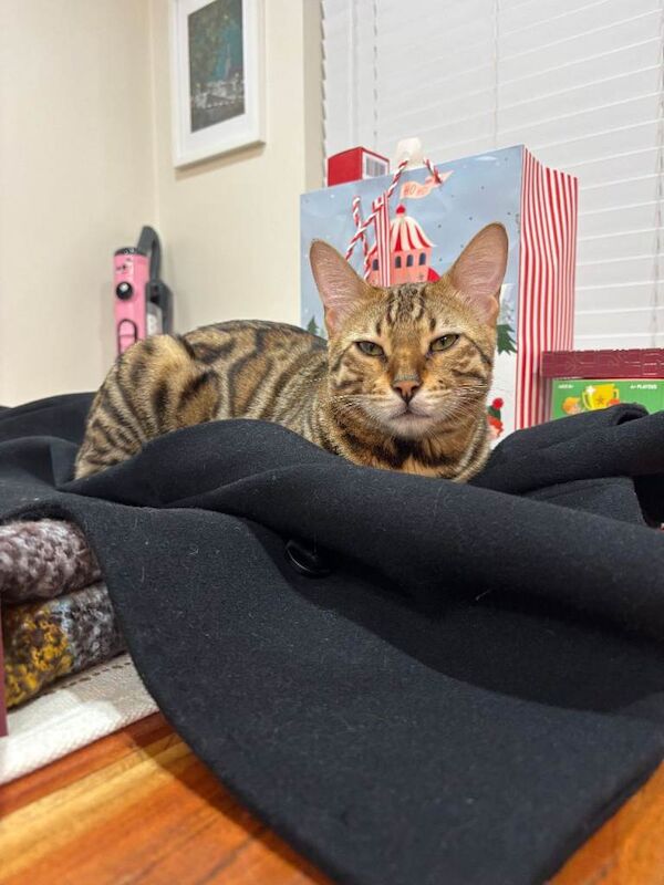 Bengal kittens for sale in Londonderry, County Londonderry – 11 months old - Image 2 of 3
