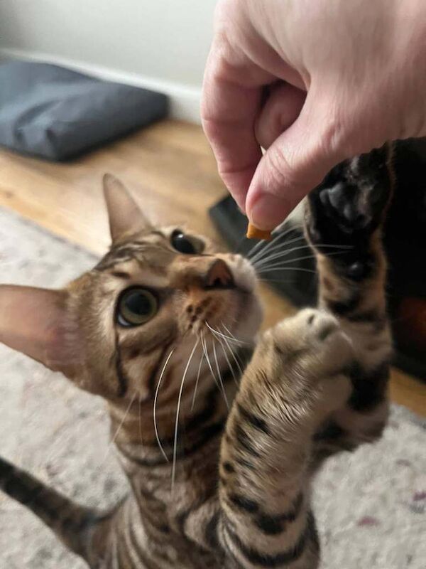 Bengal kittens for sale in Londonderry, County Londonderry – 11 months old - Image 3 of 3