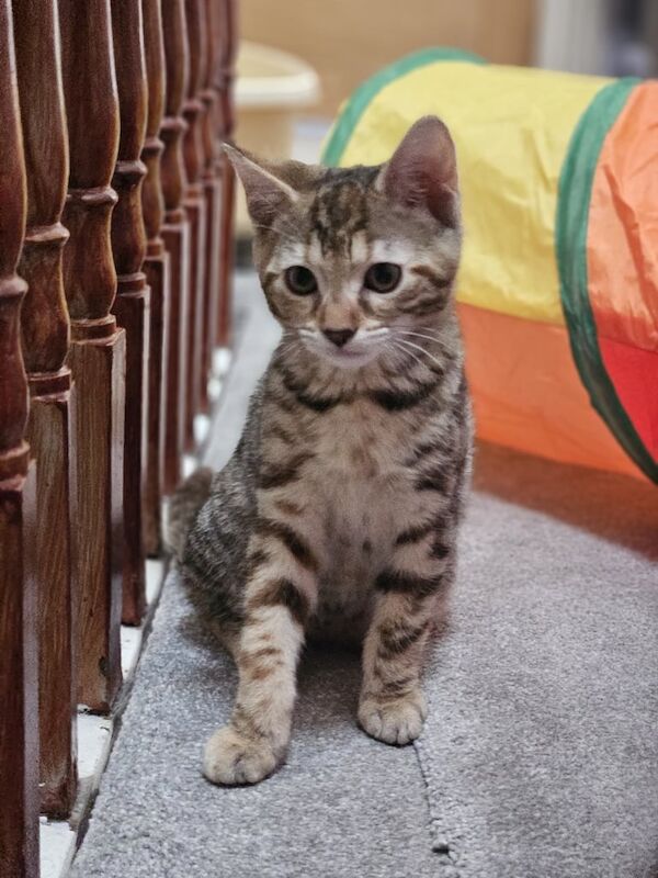 11 week kitten for sale in Queen's Park, Greater London