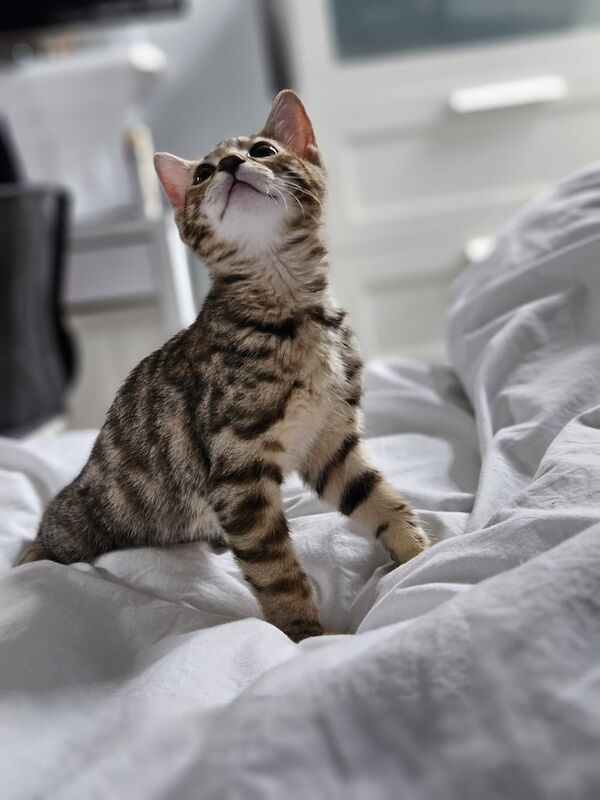 11 week kitten for sale in Queen's Park, Greater London | Image 2