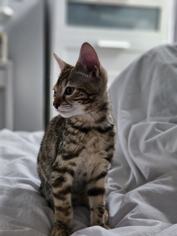 11 week kitten for sale in Queen's Park, Greater London | Image 3