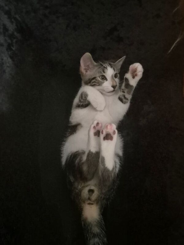 Bengal kittens for sale in Newham, Cornwall – 11 weeks old