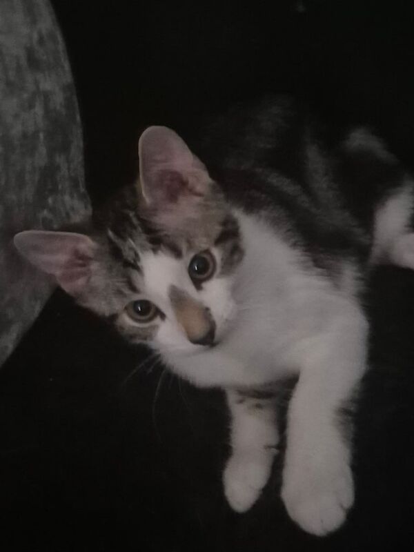 Bengal kittens for sale in Newham, Cornwall – 11 weeks old - Image 2 of 3
