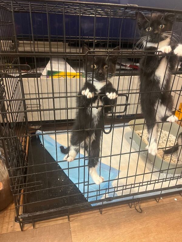 Bengal kittens for sale in Harrow, Greater London – 3 months old