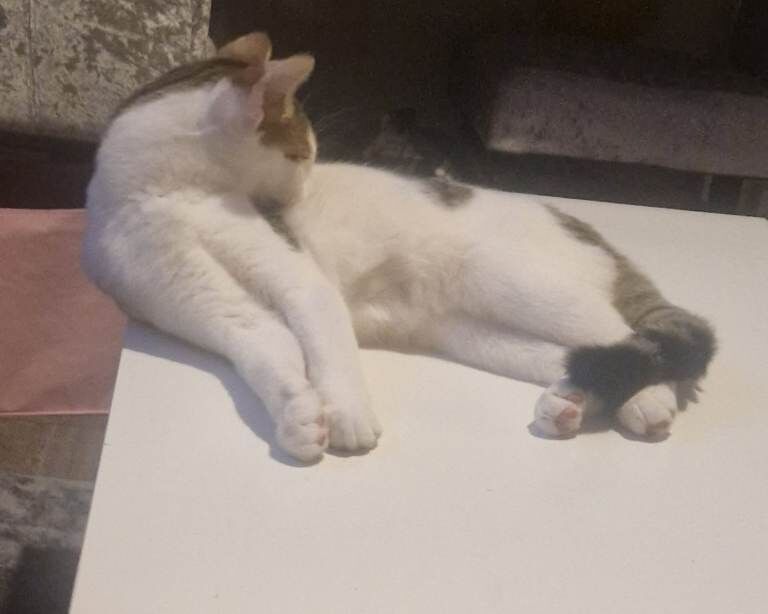 13 week old half bengal