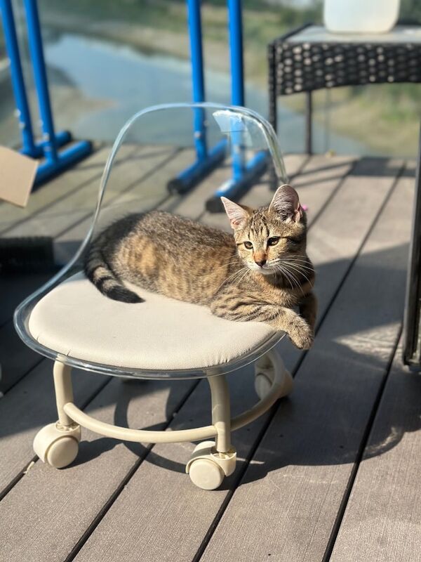 14 weeks kitten for sale in London