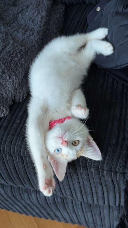 17 week old ready for her forever home for sale in Manchester, Greater Manchester