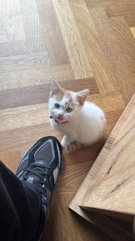 17 week old ready for her forever home for sale in Manchester, Greater Manchester - Image 2