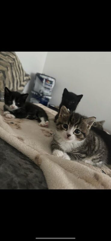 Bengal kittens for sale in Forest Hill, Greater London – 8 weeks old