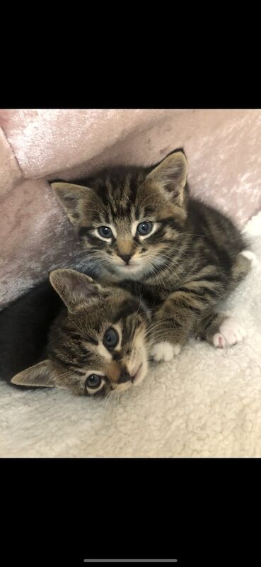 Bengal kittens for sale in Forest Hill, Greater London – 8 weeks old - Image 2 of 3