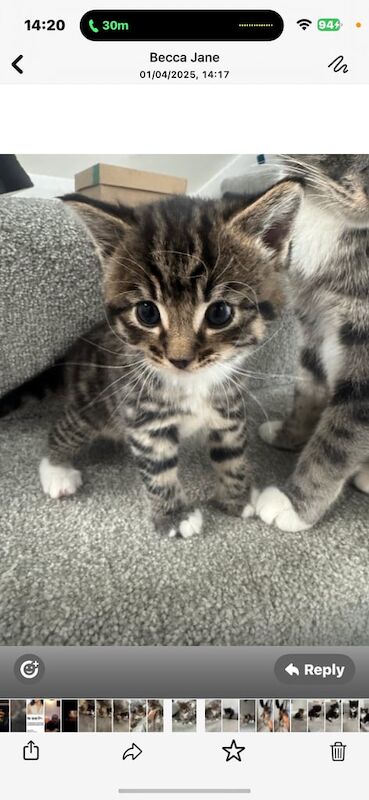 Bengal kittens for sale in Forest Hill, Greater London – 8 weeks old - Image 3 of 3