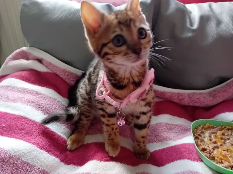 2 Adorable Spotted Bengals 1male 1 female£300 for sale in Kilsyth, Dunbartonshire