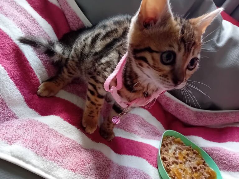 2 Adorable Spotted Bengals 1male 1 female£300 for sale in Kilsyth, Dunbartonshire | Image 2