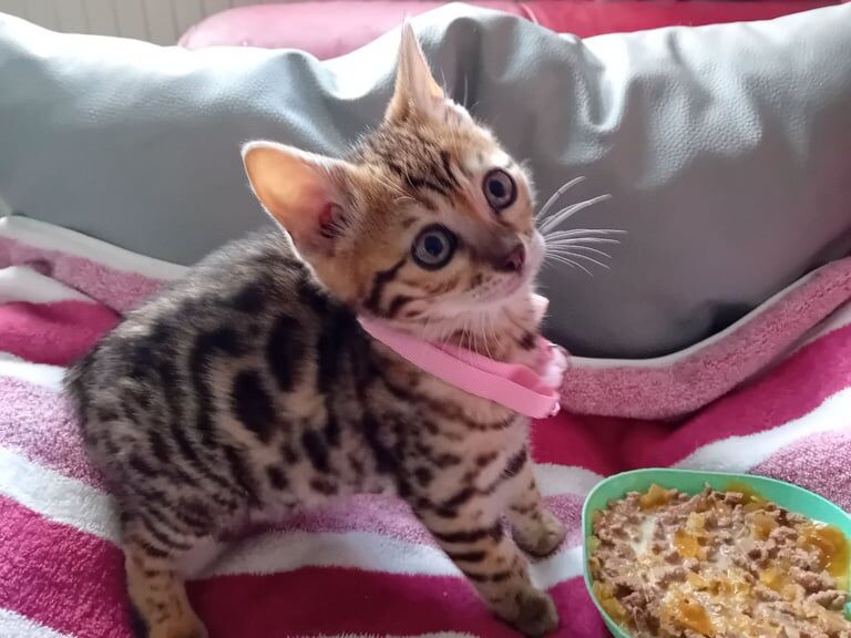 2 Adorable Spotted Bengals 1male 1 female£300 for sale in Kilsyth, Dunbartonshire | Image 3