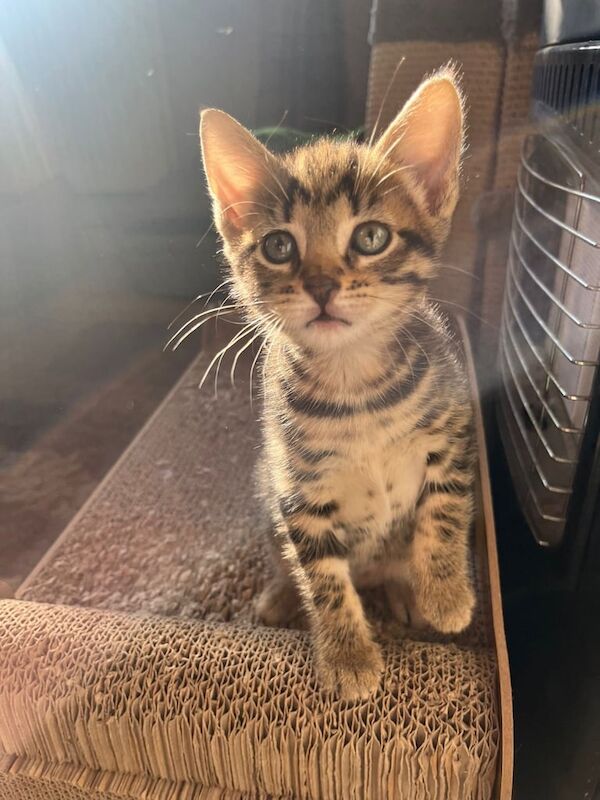 Bengal kittens for sale in Eccles, Greater Manchester – 10 weeks old