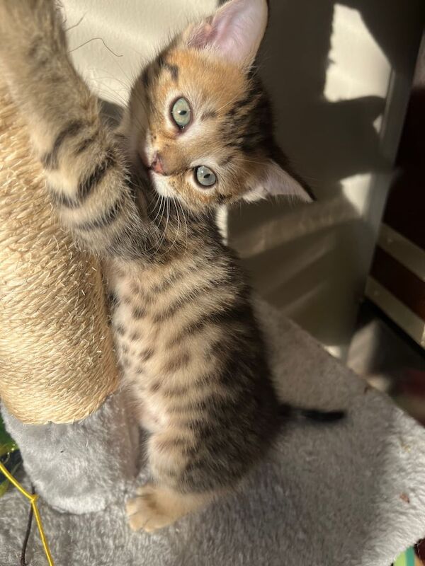 Bengal kittens for sale in Eccles, Greater Manchester – 10 weeks old - Image 2 of 3