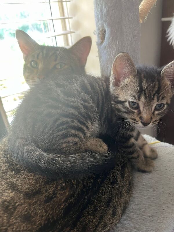 Bengal kittens for sale in Eccles, Greater Manchester – 10 weeks old - Image 3 of 3
