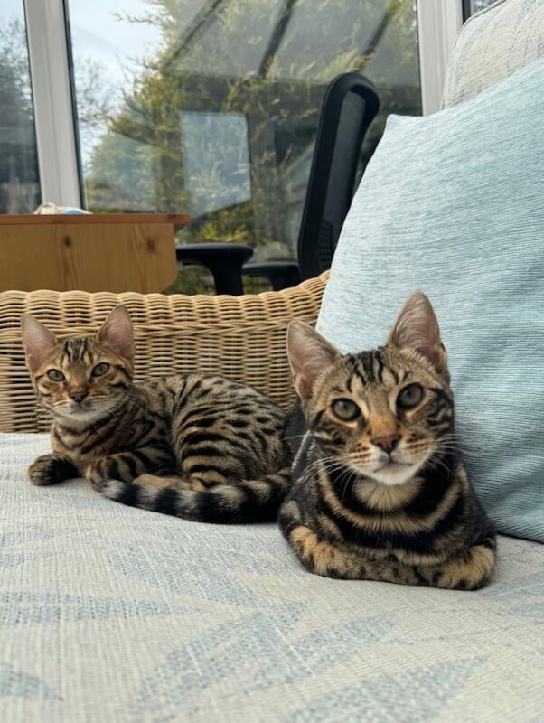 Bengal kittens for sale in Dingle, Merseyside – 7 months old