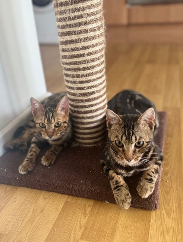 Bengal kittens for sale in Dingle, Merseyside – 7 months old - Image 2 of 3
